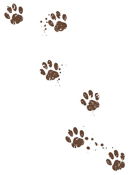 14100 Paw Print Stock Photos Pictures And Royalty Free Images Istock