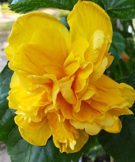 Triple Yellow Tropical Hibiscus Tropical Plants Almost