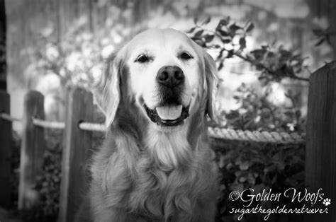 Learning To Visualize Black And White Photography Golden Woofs