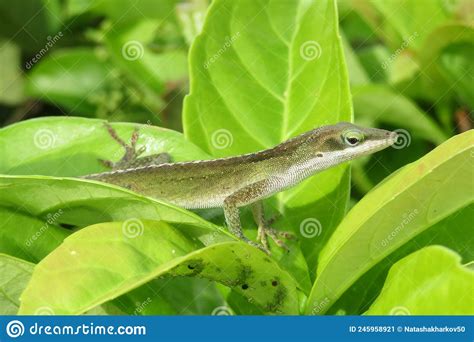 Anole Lizard On Green Leafs Background Closeup Stock Image Image Of