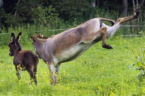 Landkreis Diepholz: Furchtlose Esel schützen Schafe vor Wolfsattacken