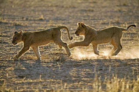 Young African Lions Photograph By Tony Camachoscience Photo Library Pixels