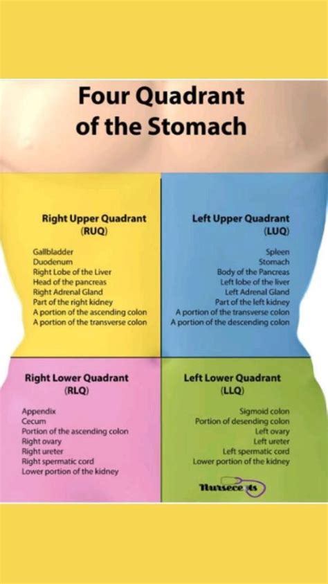 The Four Quadrants Of The Stomachquick And Easy To Master For Nursing