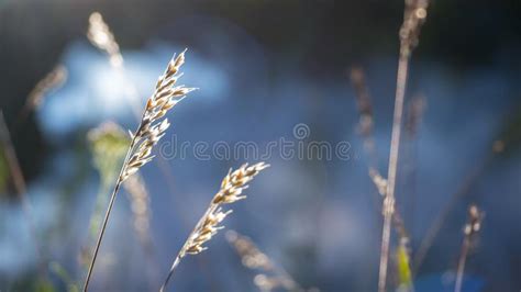 260745 High Grass Summer Stock Photos Free And Royalty Free Stock
