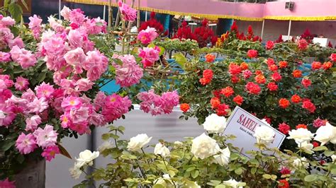 The provence wine region of france creates rosé more than any other style of wine, and they've become incredibly good at it. Rose Flower Garden Near Me - Garden Design