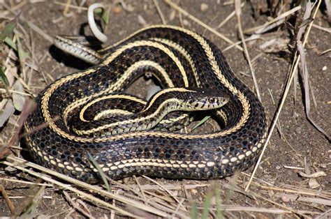 One of three closely related and similar appearing snake species found in the state, the garter snake is highly variable in color pattern, but is generally dark greenish with three light Plains Garter Snake (Thamnophis radix) - Minnesota ...