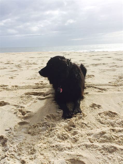 Check spelling or type a new query. Bear, our flat coat retriever border collie mix at the ...