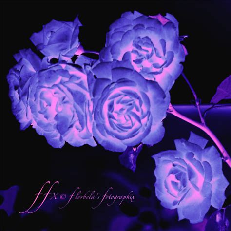 Neon Purple Roses Photosffx Flickr
