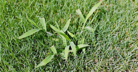 Crabgrass What It Is What It Looks Like And How To Remove It