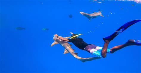 How To Swim With Nurse Sharks In The Maldives