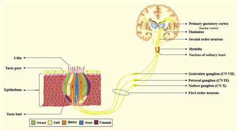 Neuroanatomy Of The Taste Pathway Cn Cranial Nerve Figure Courtesy Download Scientific