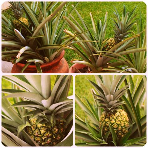 Pineapple Plants Inside Nanabreads Head