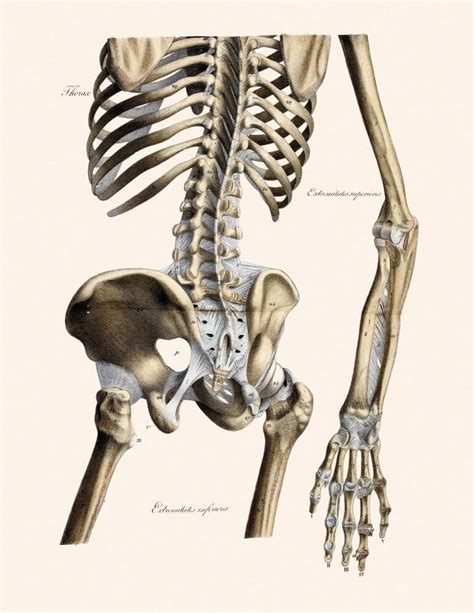 Human Skeleton Drawing Anatomy Art Prints Surface View Skeleton