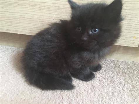 8 Weeks Old Black Long Haired Kittens With Blue Eyes In Bedford