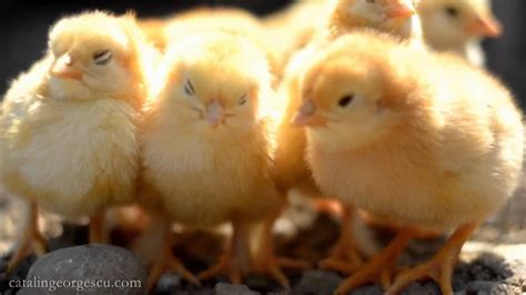 Ridiculously Cute Baby Chicks Youtube