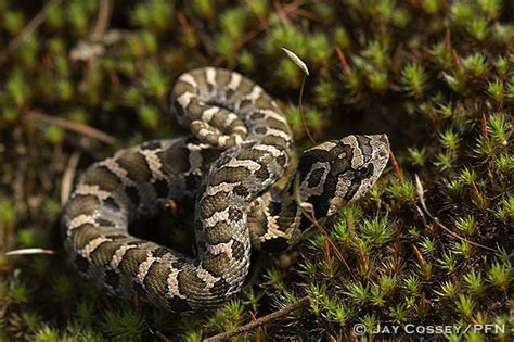 Eastern Hog Nosed Snake Heterodon Platirhinos R1382 St Flickr