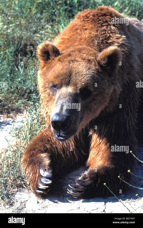 Grizzly Bear Ursus Arctos Horribilis British Columbia Bc Canada