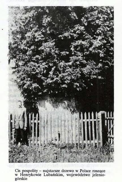 Oldest Trees Najstarsze Drzewa Mało Znane Zdjęcie Cisa Henrykowskiego