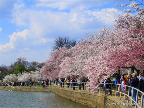 A Guide To The Washington Dc Cherry Blossom Festival Ferreting Out