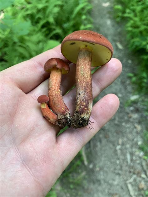 Baorangia Bicolor Bicolor Bolete Mushrooms Of Ct