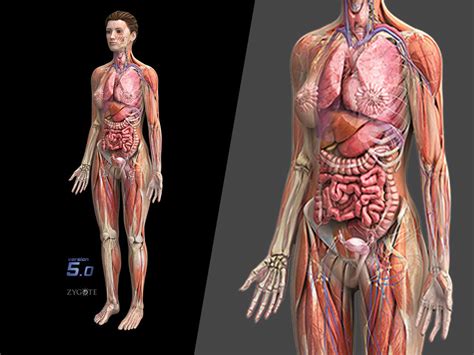 Anatomy Model 2019 Ubicaciondepersonascdmxgobmx