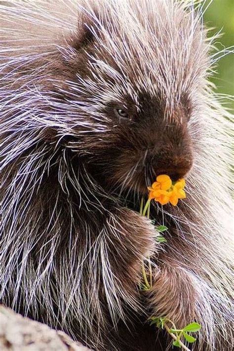 30 Best Porcupine Porcupines Images On Pinterest Wild Animals