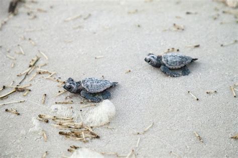 Hatchling Baby Loggerhead Sea Turtles Caretta Caretta Climb Out Stock
