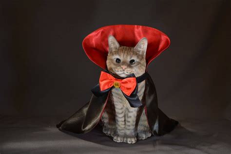 Cat Halloween Costume Countess Draculacat Pet Costumes For Etsy
