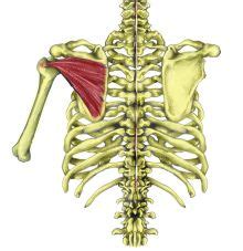 Infraspinatus What It Is How To Stretch It How To Strengthen It