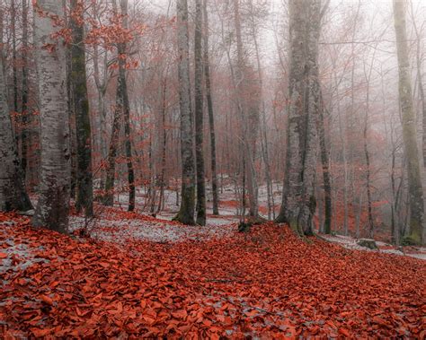 Download Wallpaper 1280x1024 Autumn Forest Trees Red Leaves Snow Hd