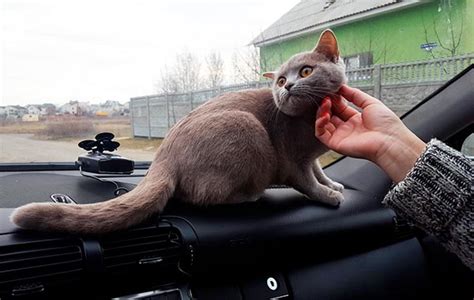 Поездка с кошкой в автомобиле основные правила