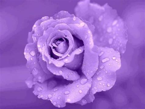 Lavender Rose Wallpaper Rose Rose Flower