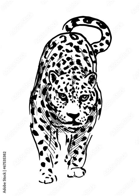 Hand Drawing Jaguar Vector Illustration Stock Vector Adobe Stock