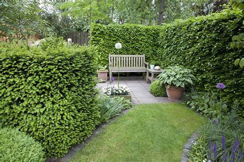 Best Privacy Hedges Evergreens For Privacy Instanthedge Blog In