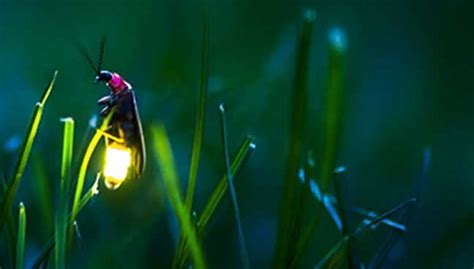 So far, there are minor character deaths, and edward's a little scary. Jom Tengok Klip - Klip Kampung Dew | www.sobriyaacob.com