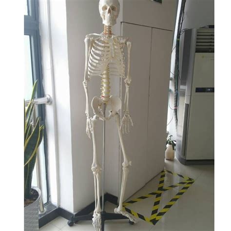 Anatomy Full Body Anatomical Skeleton With Spinal Nerve 85cm Buy
