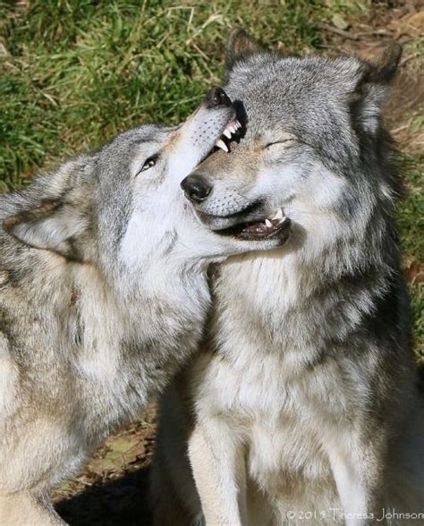 Wolves Acting Like Silly Overgrown Doggos Wolf Spirit Animal Wolf