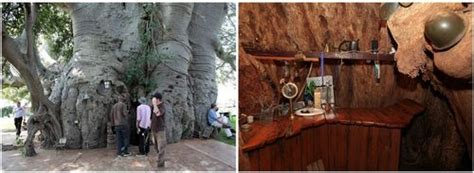 Is The Oldest Tree On Earth A 6000 Year Old Baobab In Tanzania