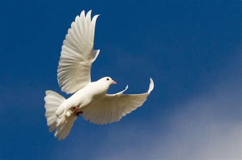 White Doves Of Italy Jacqueline Yau