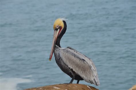 The relationship between pelicans and people has often. RetireInSanDiego: Pelicans