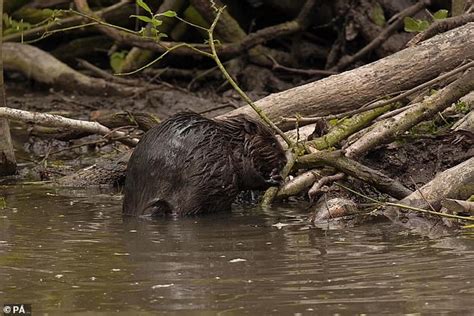 Beavers Are Born In Essex For The First Time Since The Middle Ages