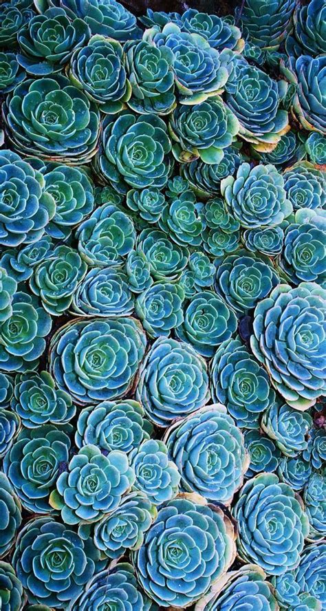 Blue Wallpaper Iphone Plant Wallpaper Succulents Wallpaper Blue