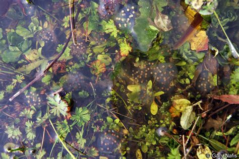 Eggs Of Frogs And Aquatic Salamanders In Calfornia