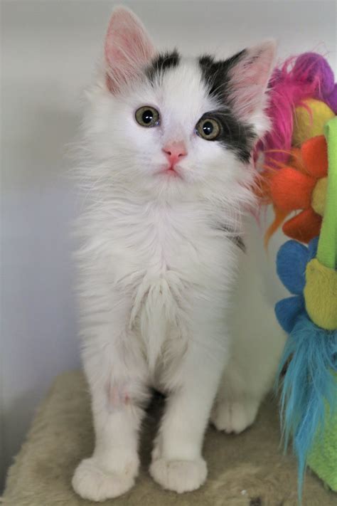 Cutie Female Domestic Medium Hair Cat In Nsw Petrescue