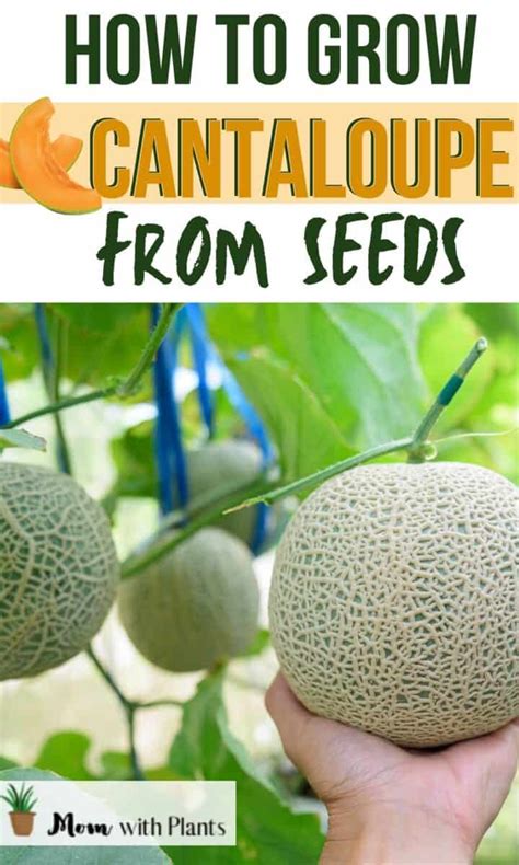How To Grow Cantaloupe Mom With Plants