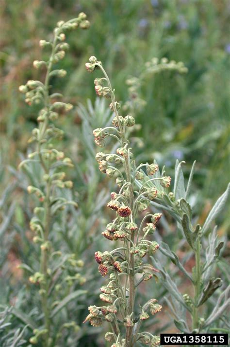 Absinth Wormwood Artemisia Absinthium