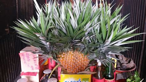 Xing Fu Pineapple With Multiple Crowns