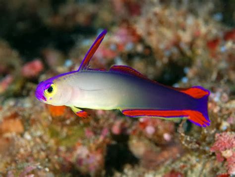 Fire Goby Fishes World Hd Images And Free Photos