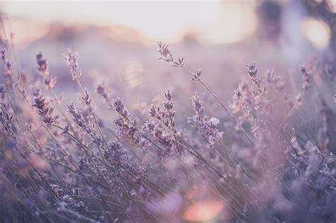 Julia Starr Sunset Lavender Instagram Винтаж обои для рабочего