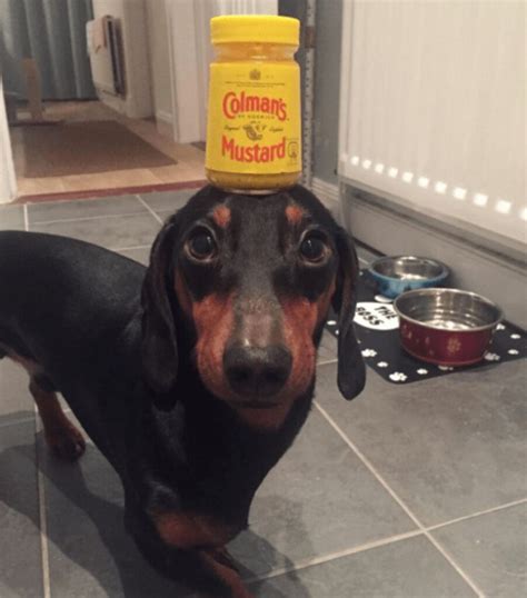 Harlso The Balancing Hound Can Balance Anything On His Head Dog Dispatch